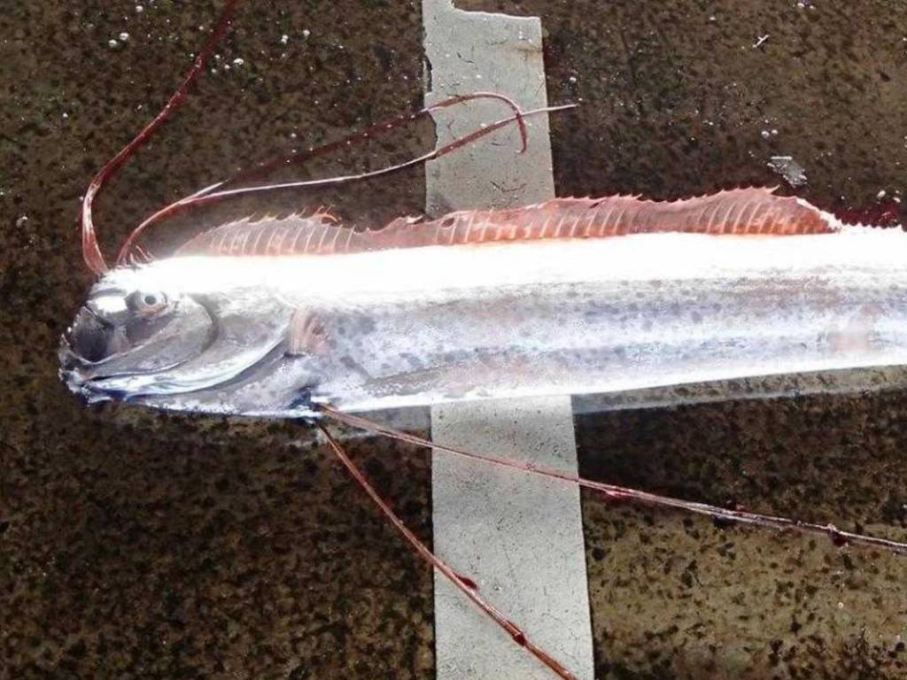 【地震魚】日本恐出現大地震？罕見「地震魚」3 日出現 3 次