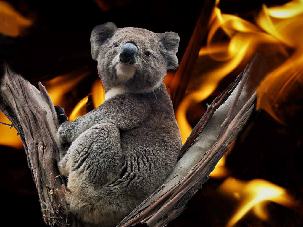 【澳洲山火】澳洲新南威爾士州大量樹熊慘死 或需列入「瀕臨絕種」名單