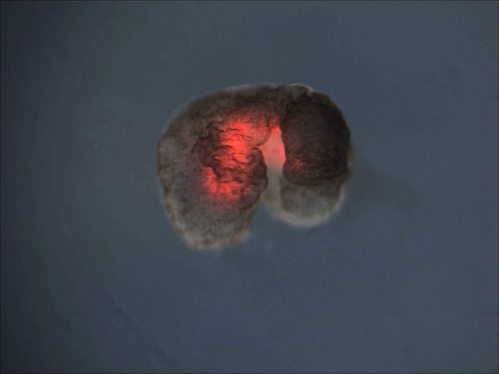 人類史上首例！美國科學家用青蛙幹細胞製「活體」微型機械人