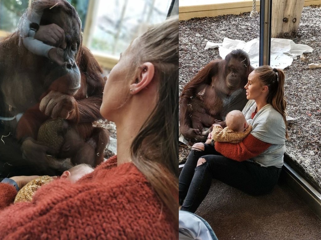 母猩猩目睹遊客餵母乳柔情靠近  因誕死胎後受打擊【有洋蔥】