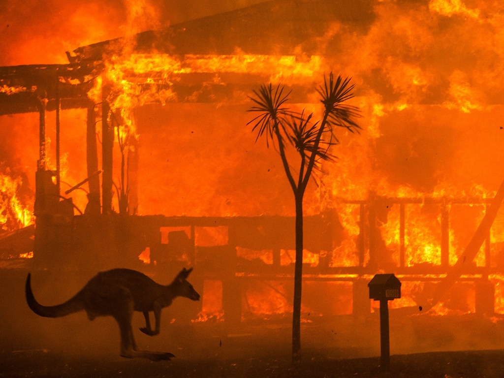 澳洲山火逾 10 億動物死亡 生態學家估計部分物種已滅絕