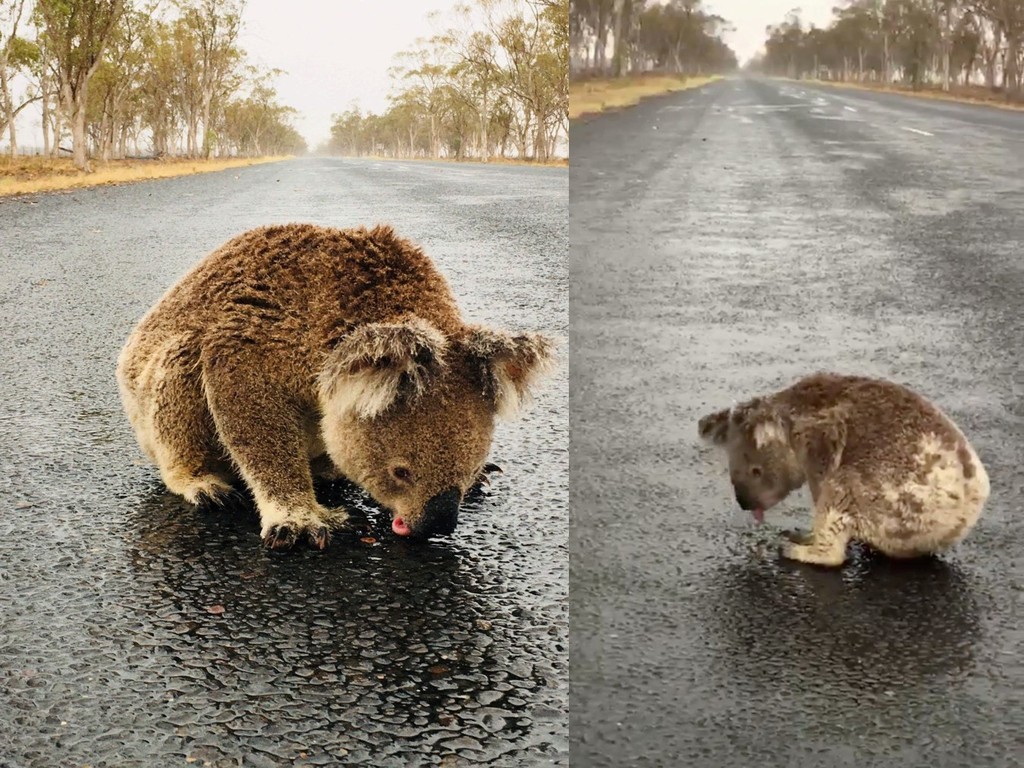【澳洲山火】樹熊口渴停在馬路狂舔雨水惹人心疼