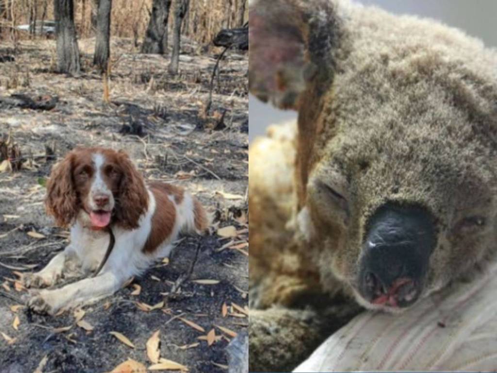 【澳洲山火】搜救犬變另類英雄！成功救 15 隻樹熊