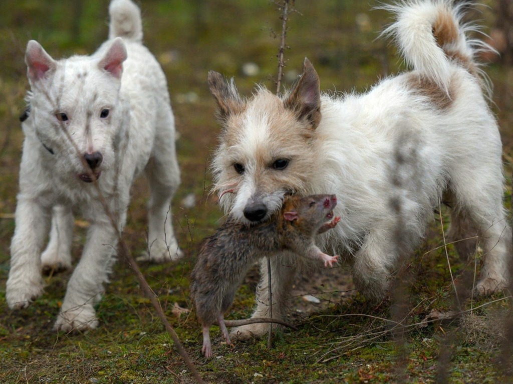 英國 8 獵犬組滅鼠隊  7 小時捕殺 700 老鼠