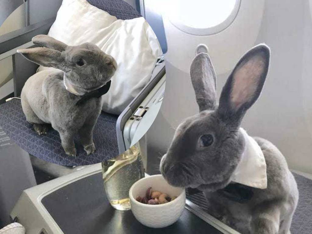 兔兔坐商務艙去旅行！網民喊：坐得比我好