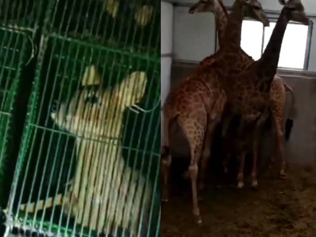 中國野味市場不滅？不法商公然屠宰兜售長頸鹿