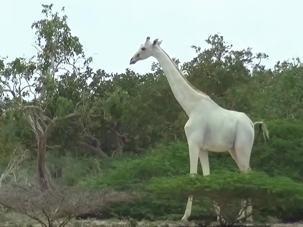 肯亞白色長頸鹿母子遭盜獵 全球僅餘 1 隻