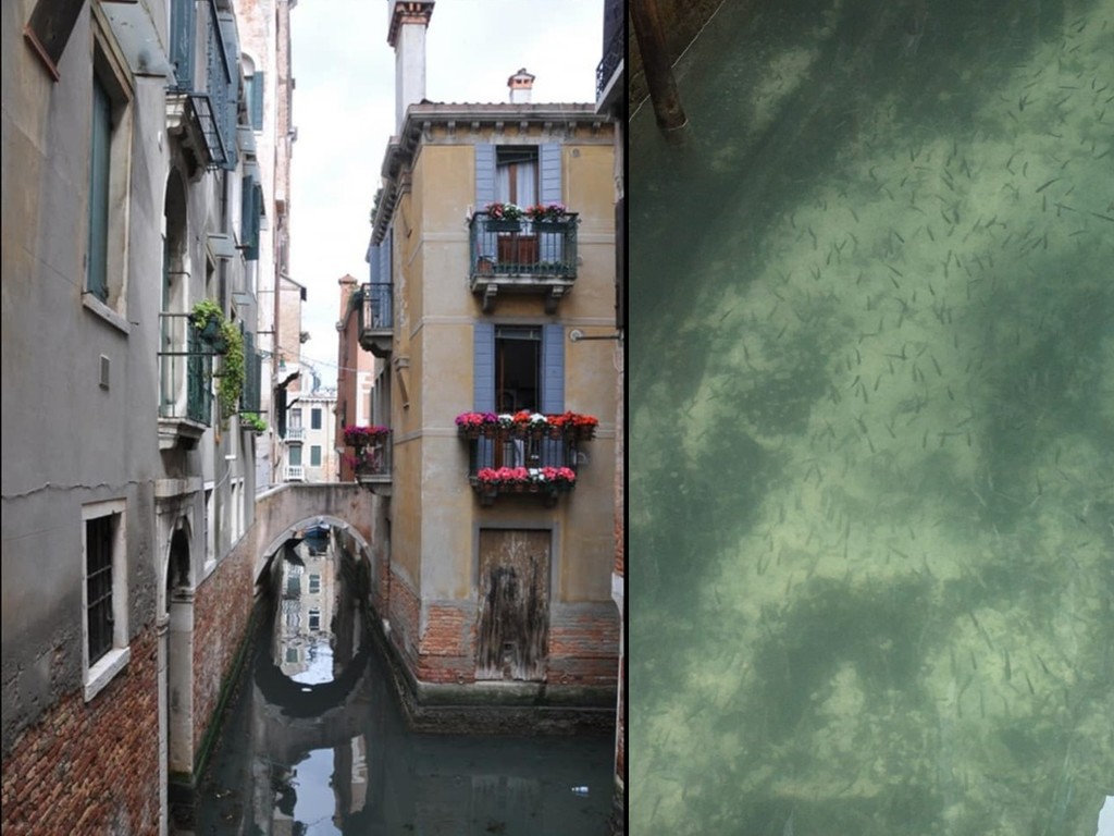 【新冠肺炎】威尼斯運河遊客銳減  清澈水質引來大量魚群