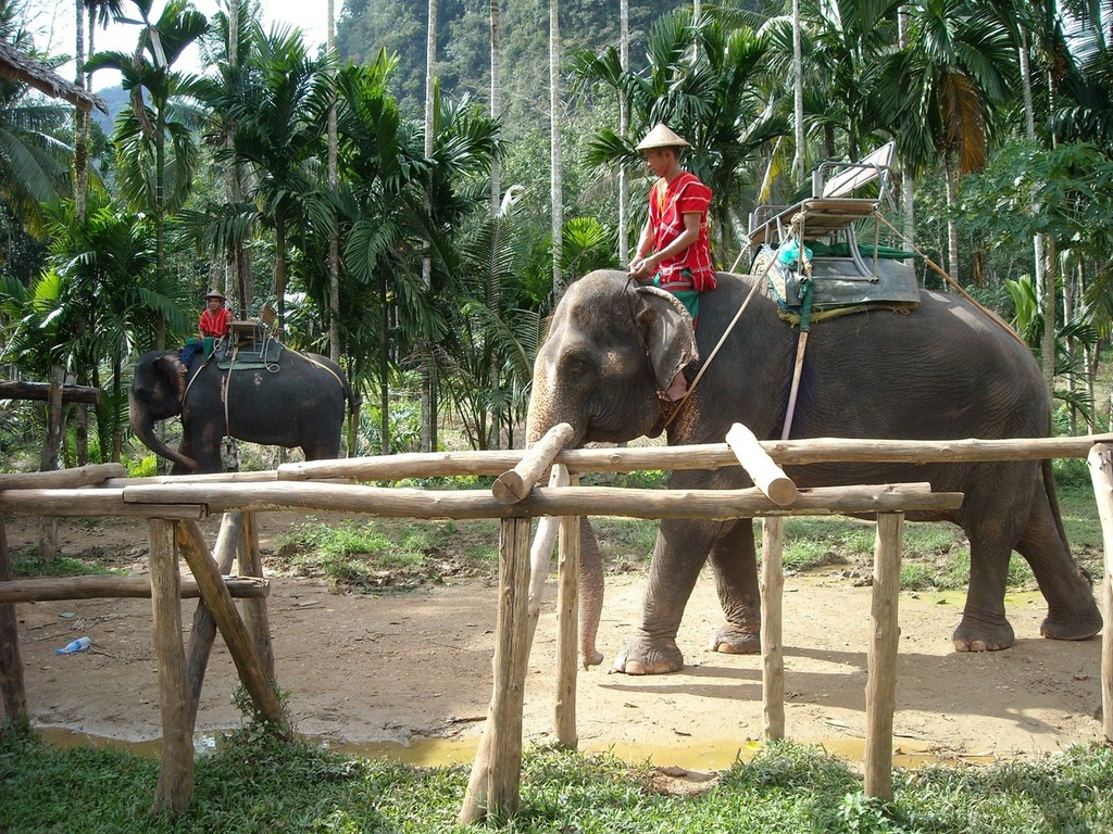 新冠肺炎疫情打擊旅遊業  逾千泰國大象面臨餓死