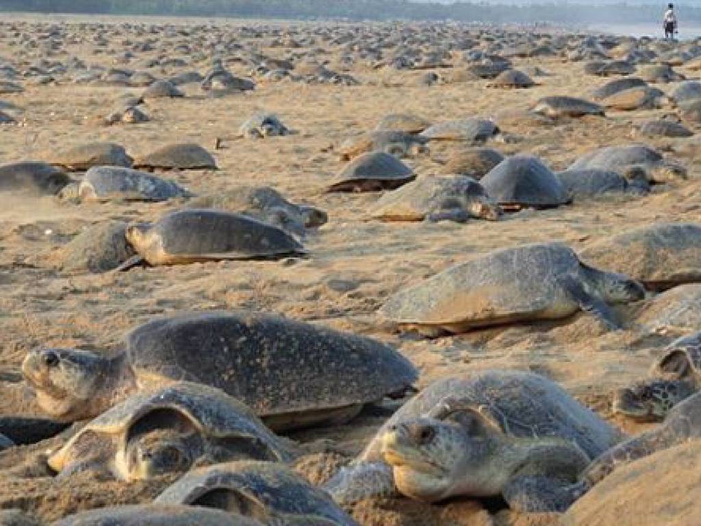 【新冠肺炎】遊客減少大自然重生？28 萬瀕危海龜上岸產卵壯觀場面再現