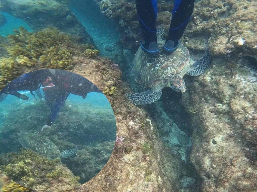 台灣浮潛客腳踩海龜片段瘋傳！海巡處霸氣追究「海龜是海巡罩的」