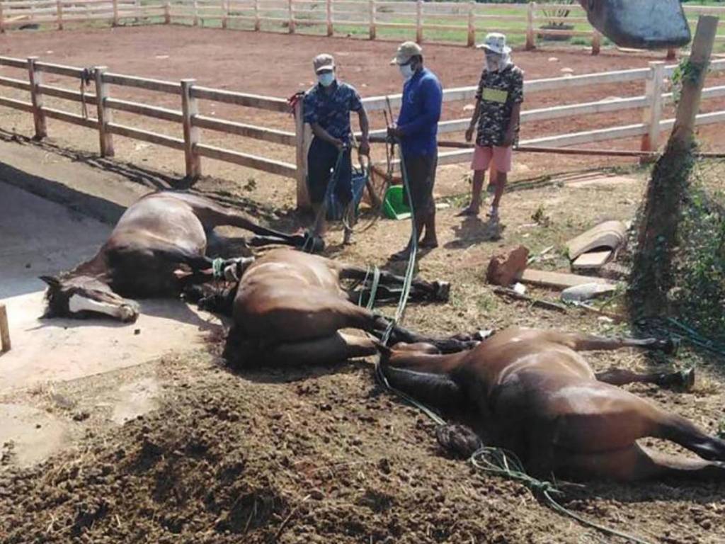 泰國爆發非洲馬瘟！上百馬匹流血淚後死亡