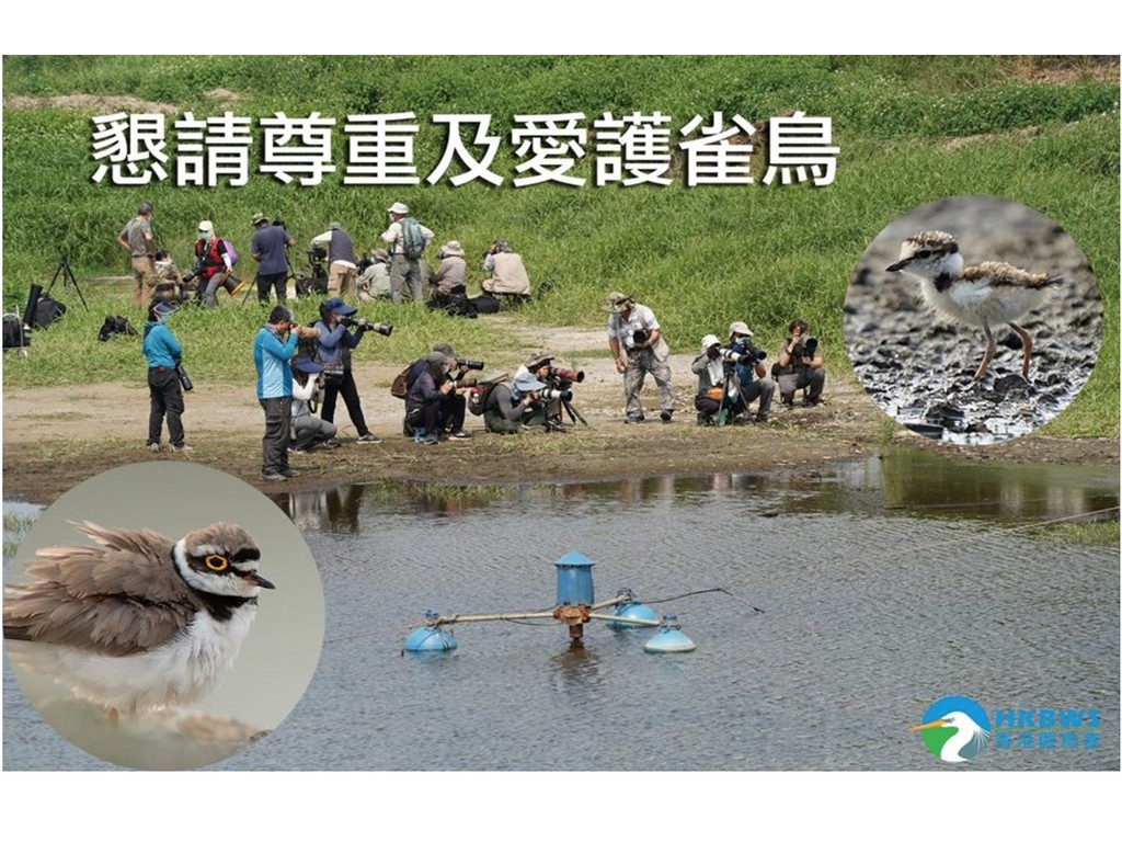 影友拍攝金眶鴴幼鳥手法惹爭議  香港觀鳥會鳥攝守則一覽