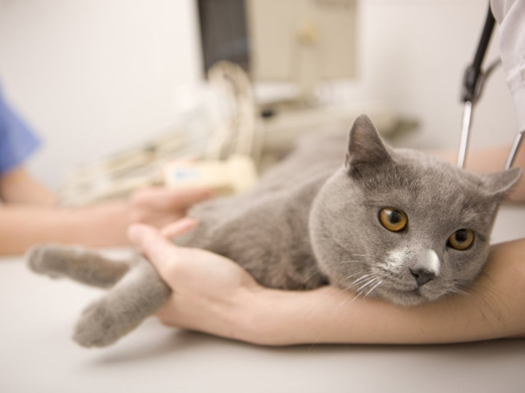 【新冠肺炎】紐約州首現兩寵物貓  感染新型冠狀病毒個案
