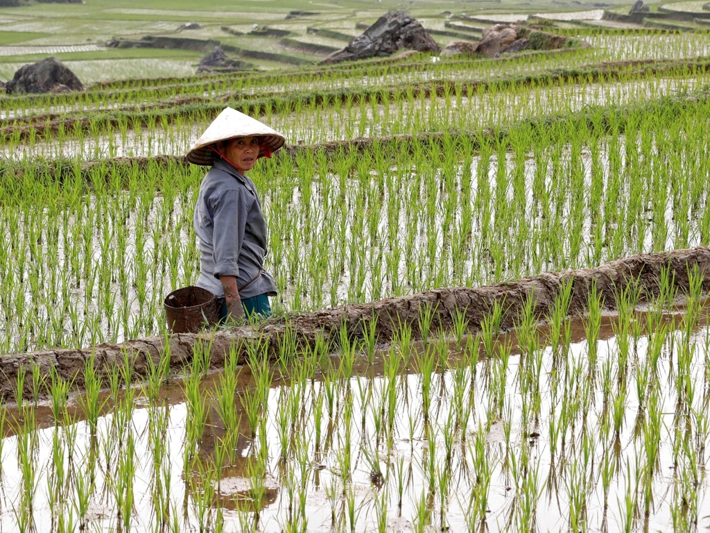 【新冠肺炎】越南限食米出口約 30 萬噸滯留港口 米商親睹食米變壞見財化水