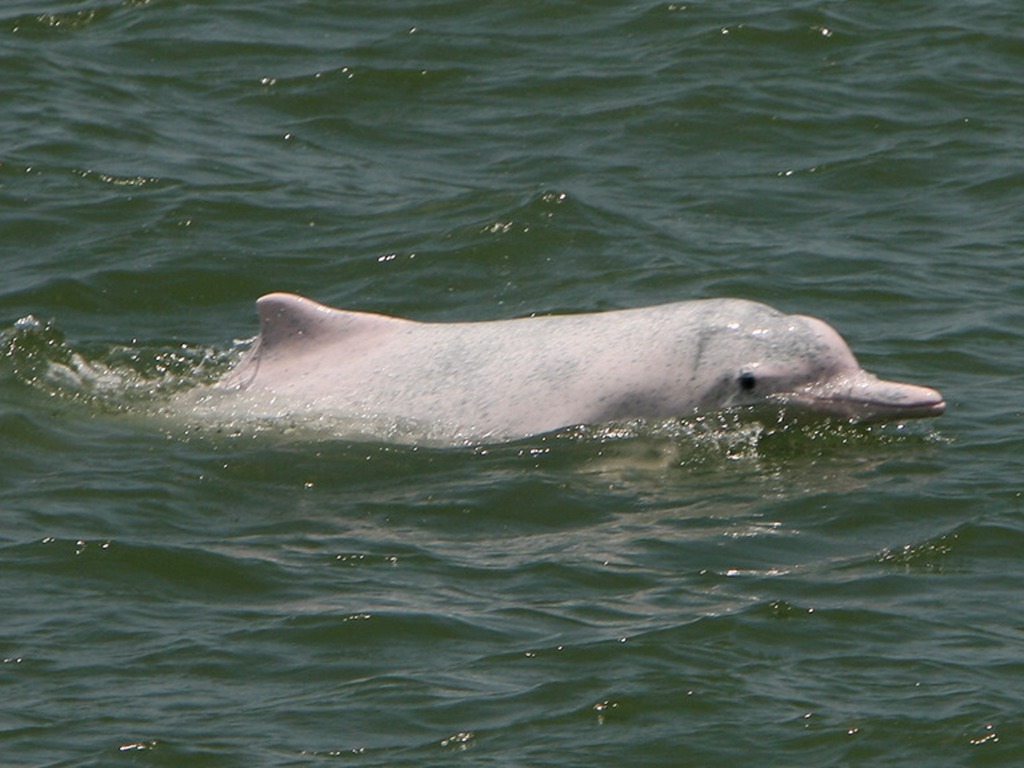 中華白海豚被列為藥用動物 曝光後中國官方機構急刪文