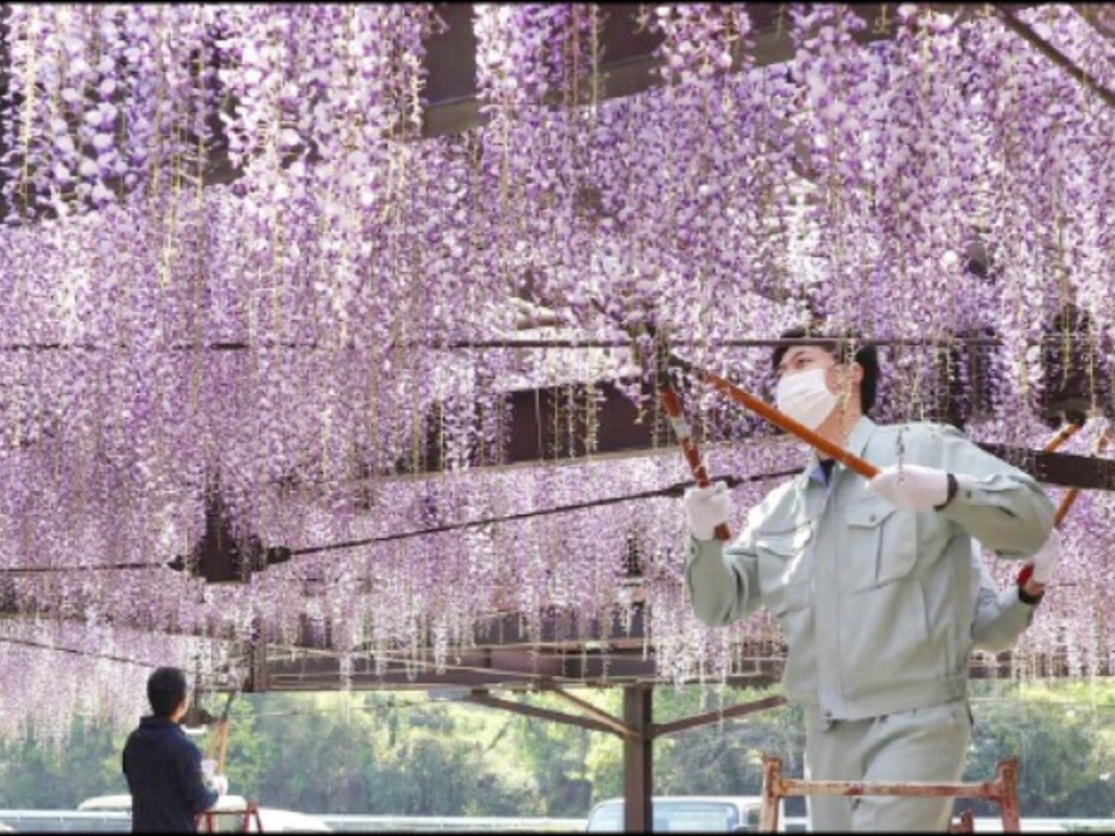 【新冠肺炎】日本福岡祭典避遊客打卡  黑木大紫藤全數被剪  