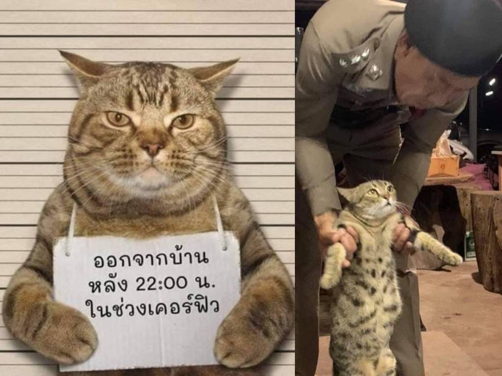 【新冠肺炎】泰國貓貓違反禁令外出被「拘捕」？臭臉拍囚犯照笑死網民