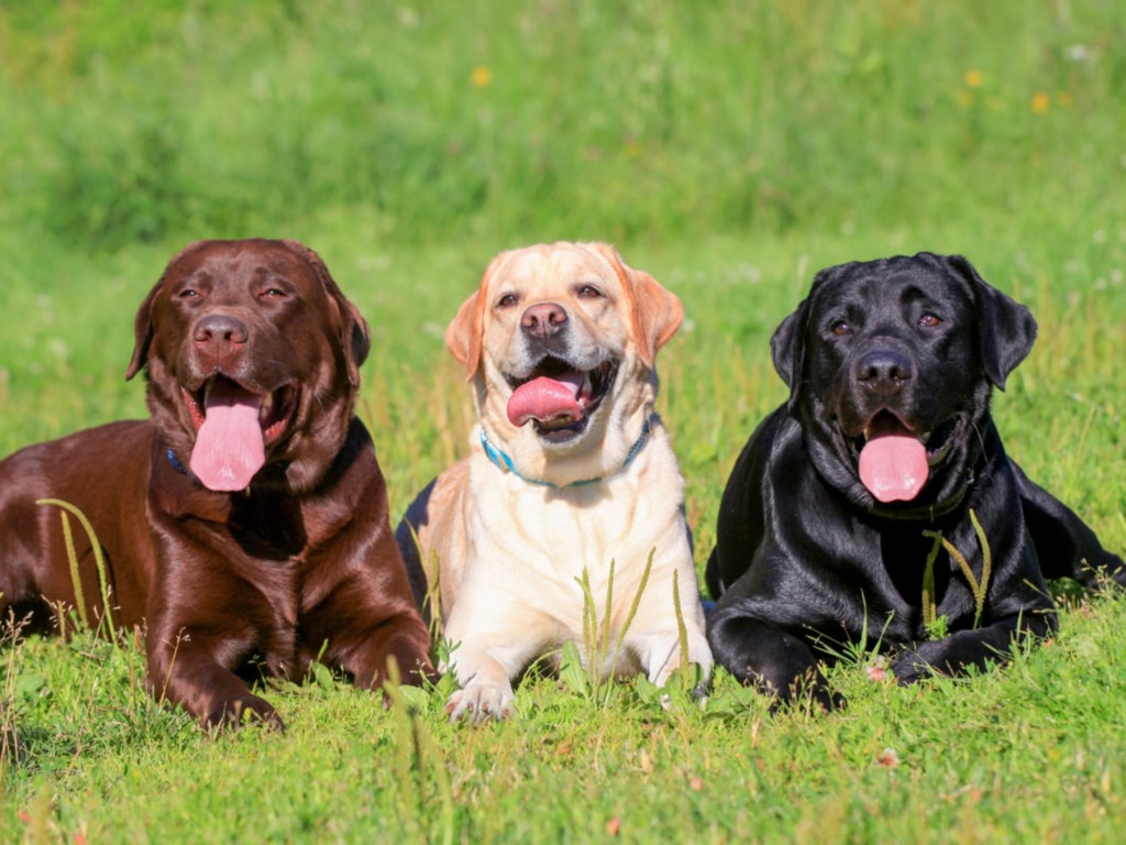 【新冠肺炎】美國大學研以拉布拉多犬嗅出潛在確診者 更易偵測無病徵患者