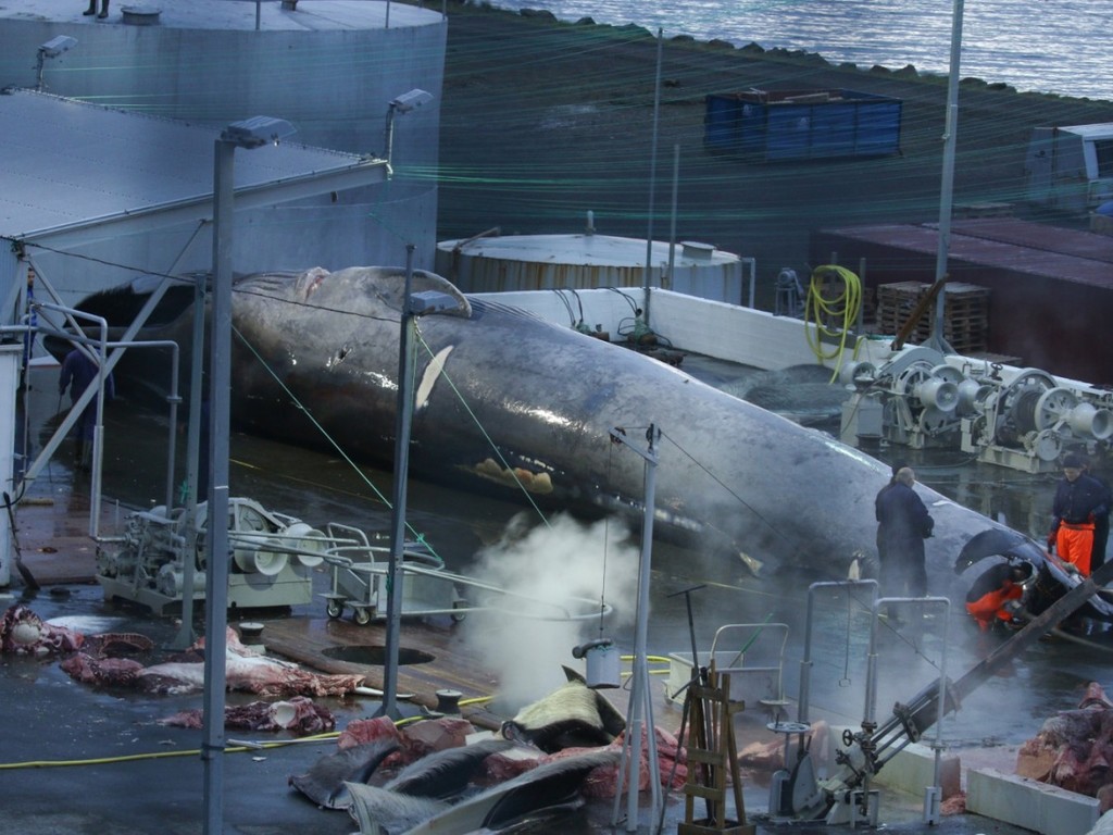 【新冠肺炎】疫情影響加工廠運作  冰島兩大捕鯨公司宣布暫停捕鯨