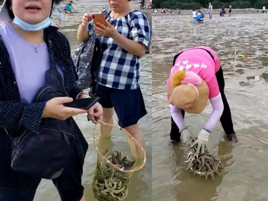 【破壞生態】大媽避疫到沙灘消遣  帶齊「架生」捕撈海星