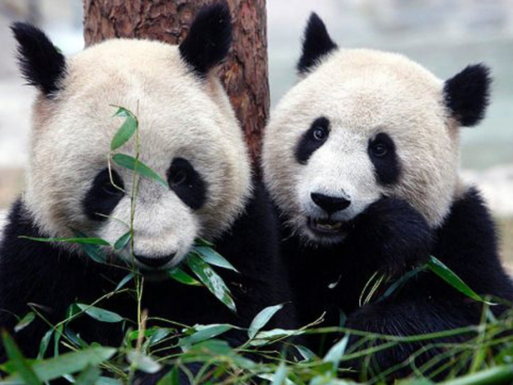【新冠肺炎】加拿大動物園大熊貓因疫情缺竹子  提前 3 年回中國