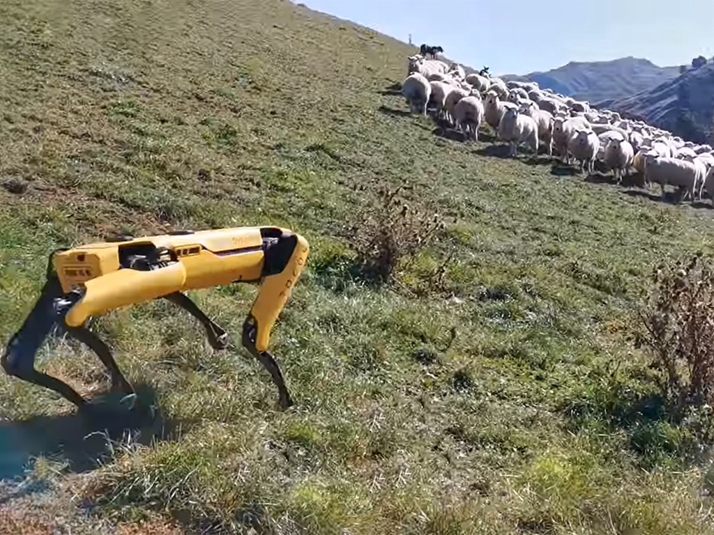 新西蘭農場用機械狗協助牧羊  靈活適應不同地形