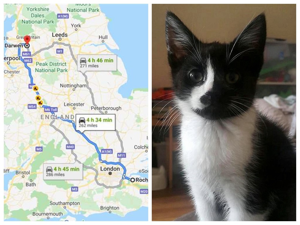 貪玩貓離家出走 11 周  橫跨英國 400 公里