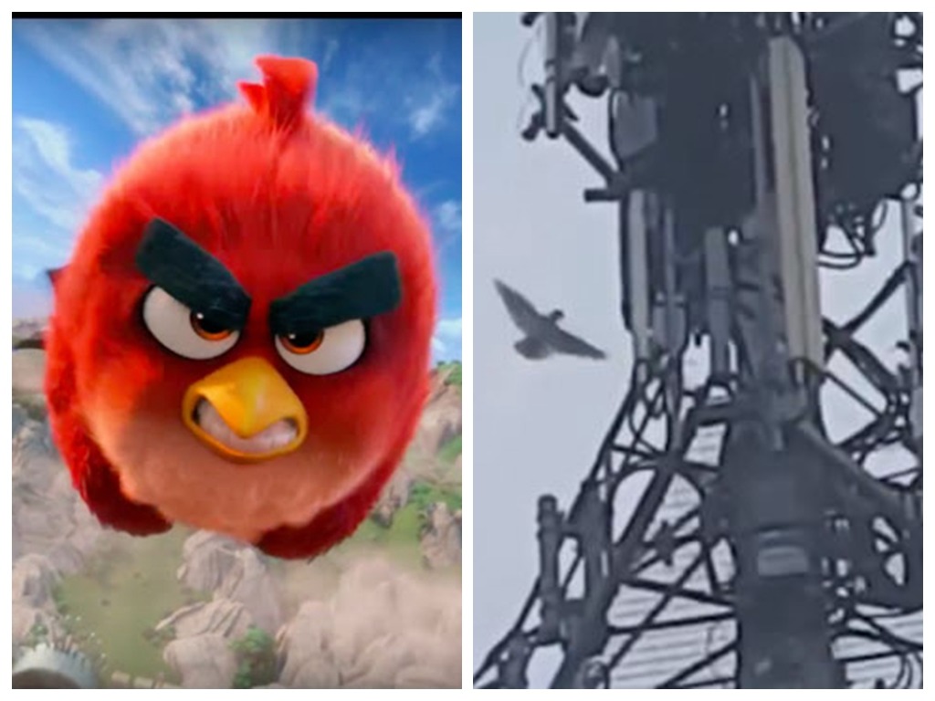 憤怒鳥真實版？澳洲鸚鵡攻擊 5G 訊號塔