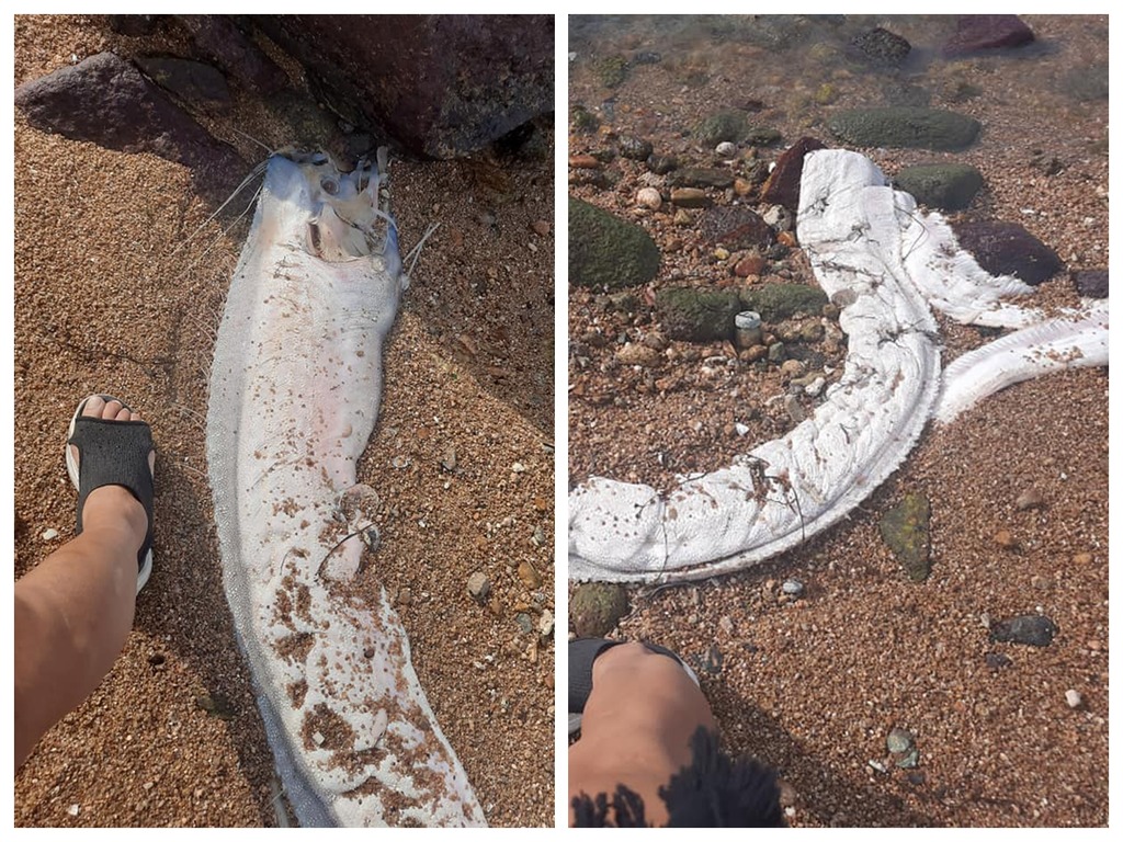 南丫島驚現「地震魚」屍體  地震凶兆將來臨？