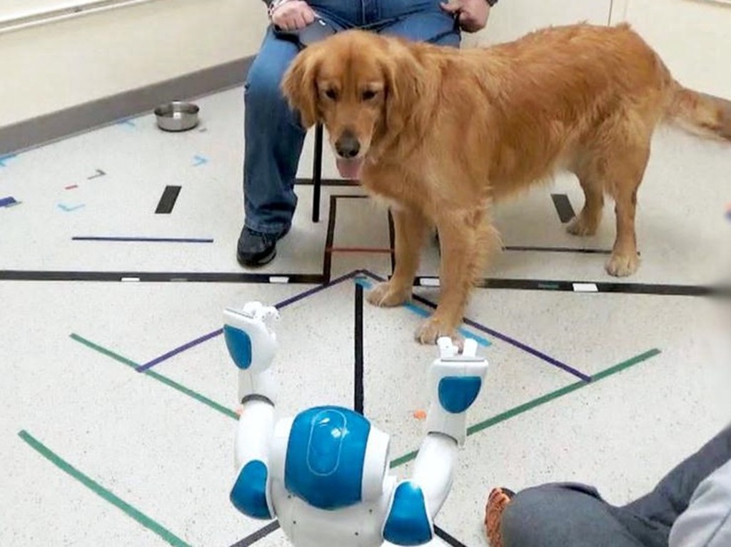 耶魯大學研究「機狗互動」 犬隻會聽從機械人指令