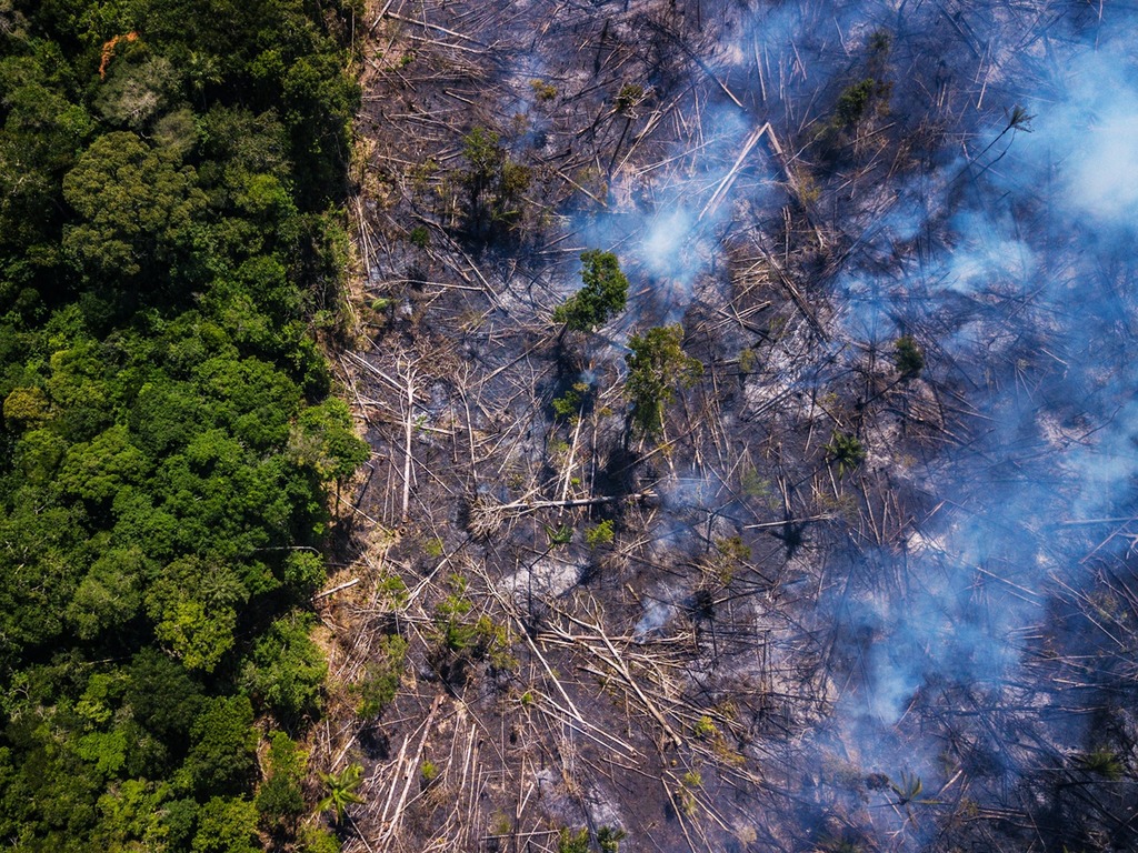 【年度報告】全球原始雨林大量被毀  面積相當於每 6 秒失去一個足球場