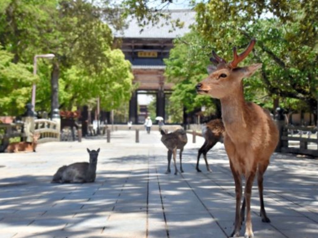 日本疫情導致遊客大減  奈良鹿健康終回復正常