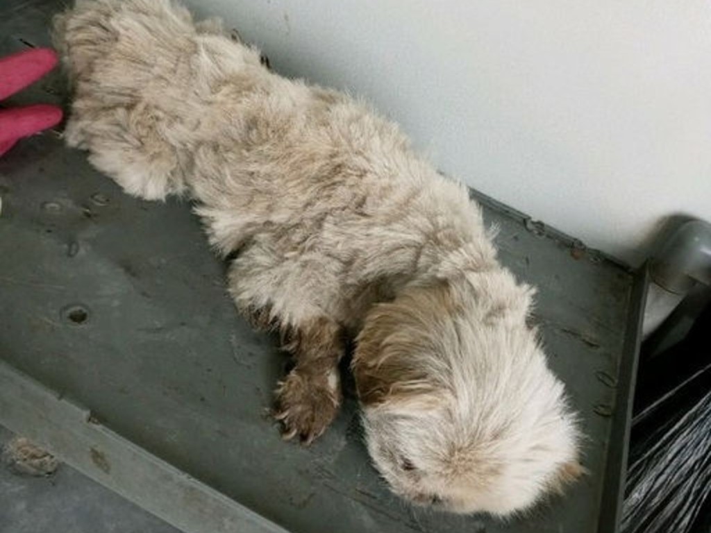 【虐待動物】韓國夫婦無力支付狗狗醫藥費  將寵物活埋被捕