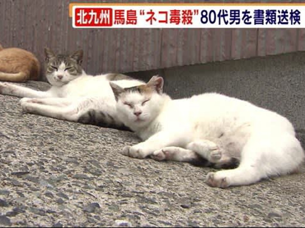 九州貓島 60 貓遭集體毒殺  8 旬疑犯辯稱想趕烏鴉