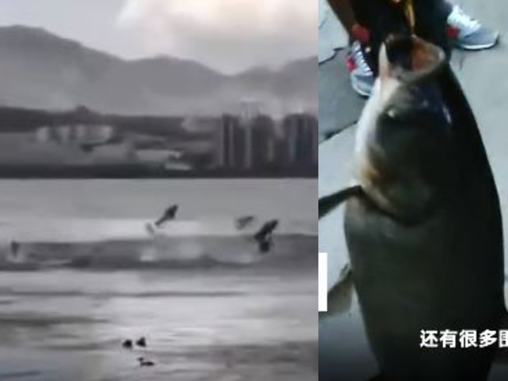 雲南大批魚群跳出水面大媽撒網捕撈  有網民擔心是地震先兆