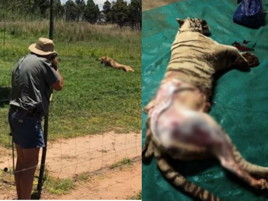 【虐待動物】南非屠宰場活取獅子骨頭 只為賣更高價錢？ 