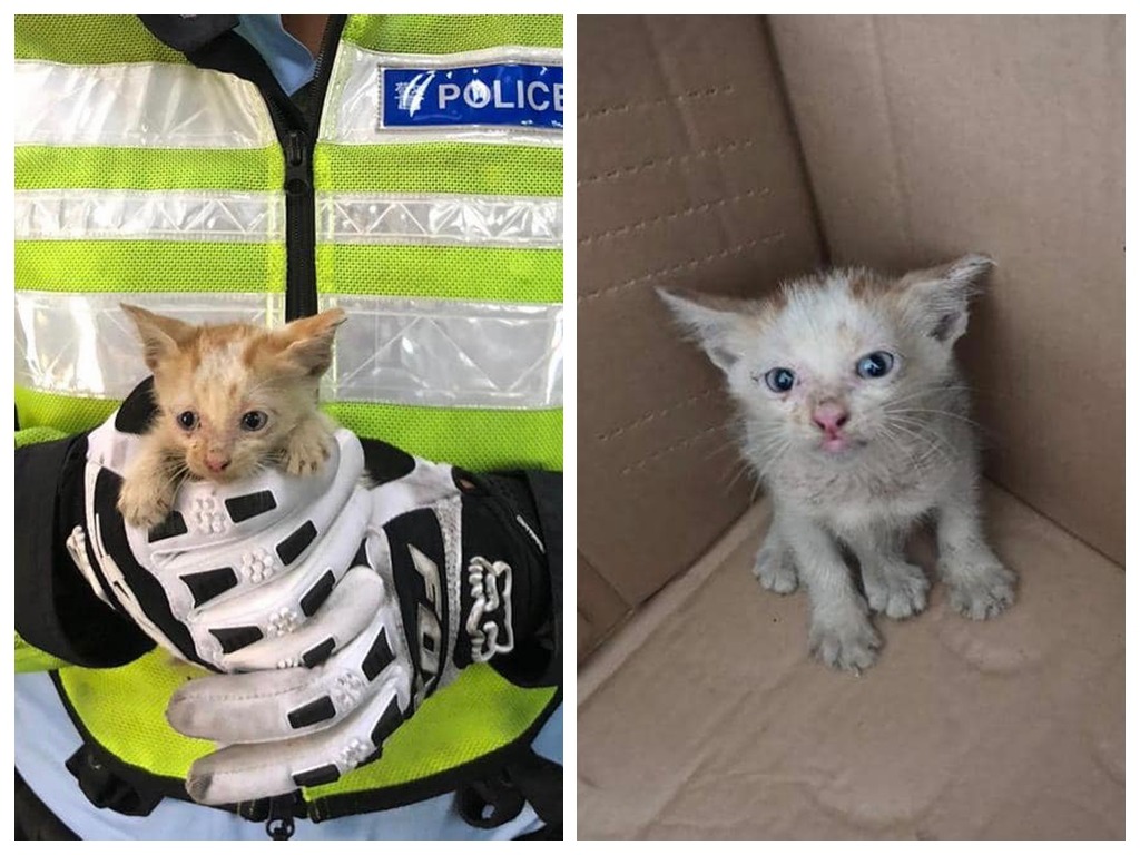 香港警察「救小貓」都要上 FB 發帖？網民評價兩極
