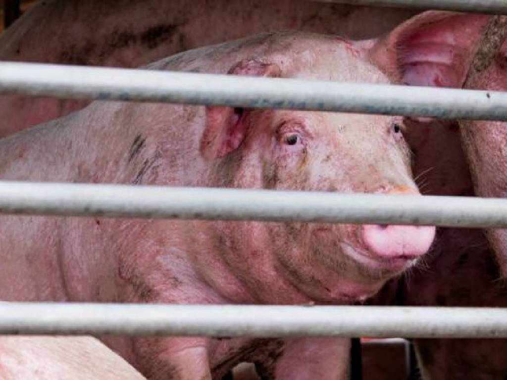 中國新型豬流感會傳人！目前疫苗無效或成潛在風險