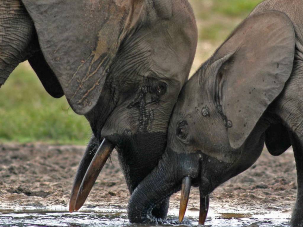 非洲兩個月内 350 頭大象神秘死亡！死前行爲怪異疑集體染病