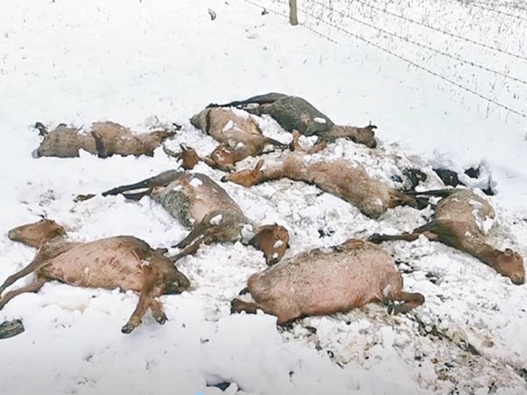 新疆六月飛霜 500 羊因夏天剃毛慘被凍死