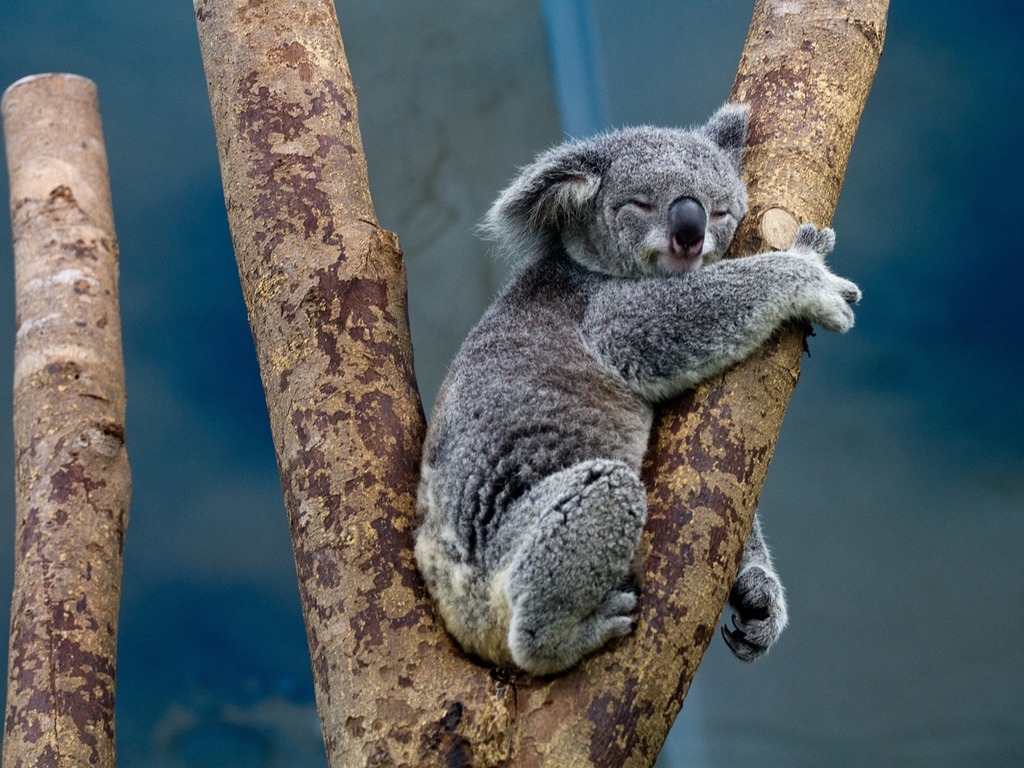 澳洲山火燒死 5000 隻樹熊 新南威爾士樹熊 30 年內或絕種