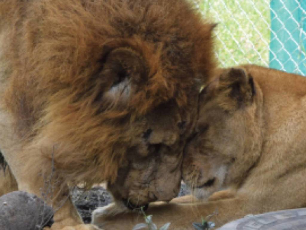 【華麗背後】獅子夫婦困馬戲團與虎搏鬥重傷！8 年後被救重獲新生