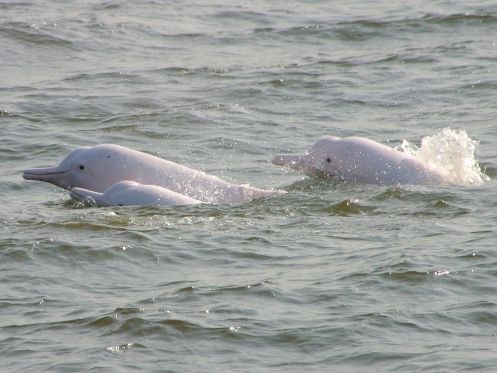 【新冠肺炎】疫情下中華白海豚數量回升  港澳渡輪停航有好處