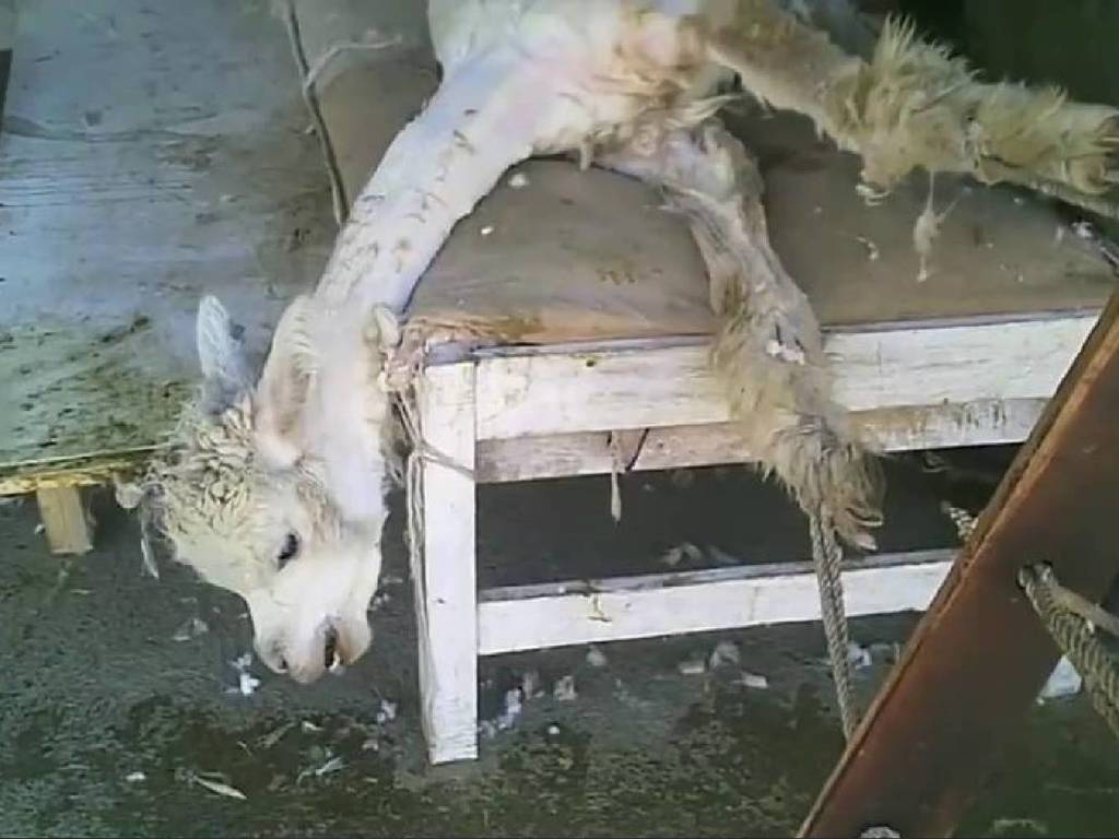 UNIQLO 承諾禁用羊駝毛！相關養殖場曾爆嚴重虐待羊駝事件