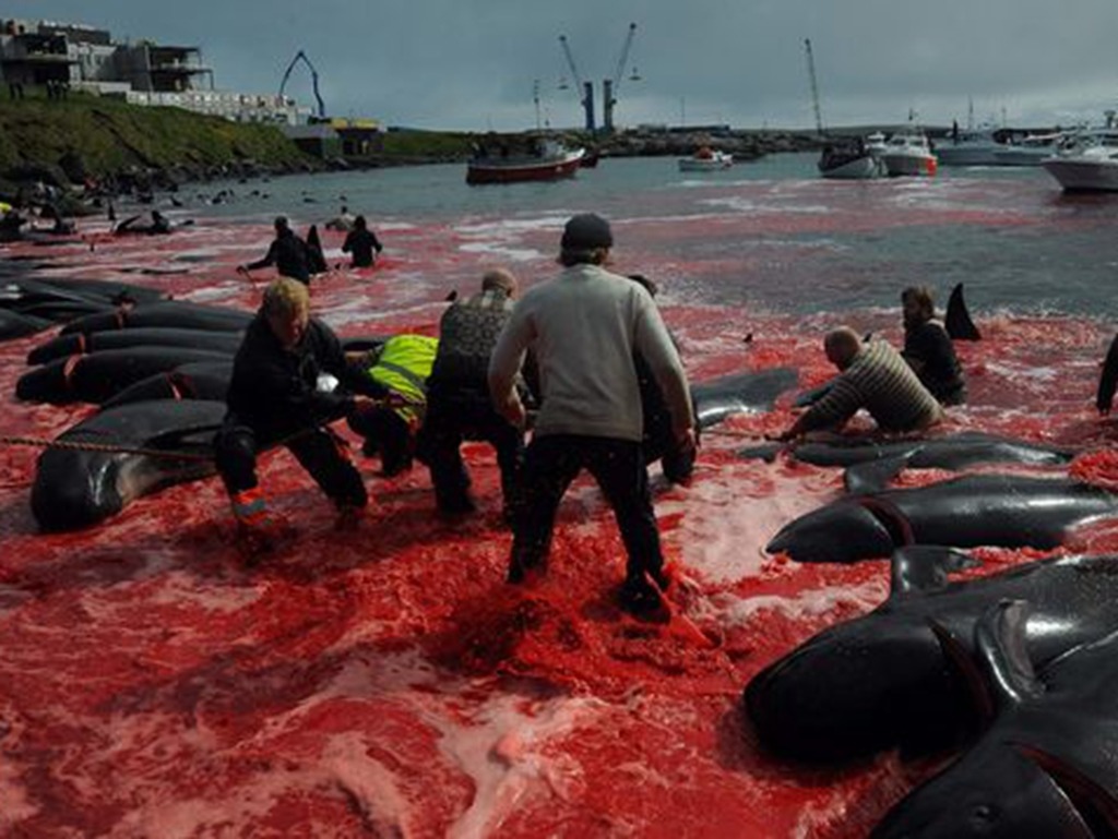 法羅群島無視疫情組織捕鯨？逾 250 條鯨魚被殺染成血海