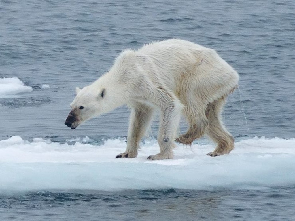 全球暖化難覓食  研究指北極熊或於 80 年內滅絕