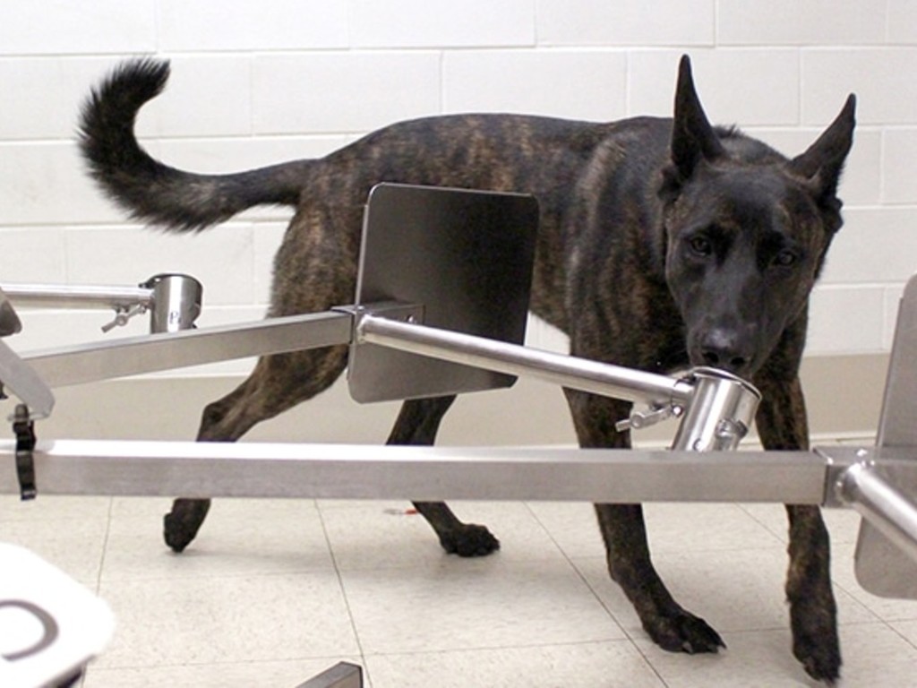 【德國研究】嗅探犬可辨出新冠肺炎患者  準確度達 94％