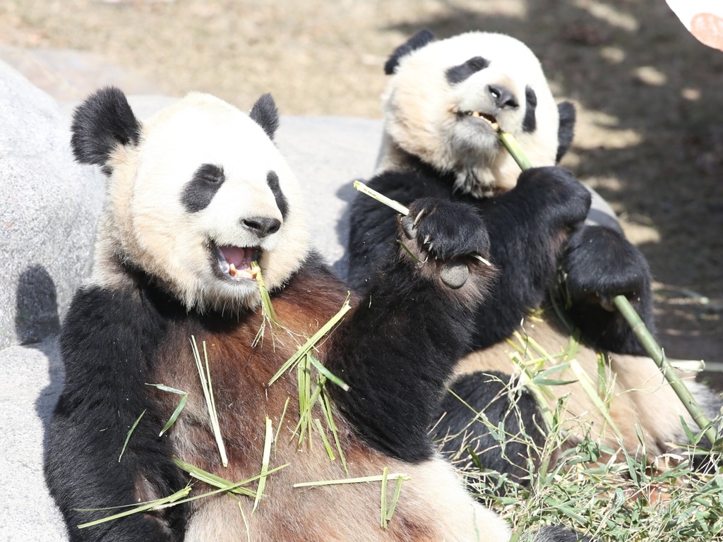 加拿大熊貓慘受雙重打擊  疫情滯留不能回國＋糧食危機