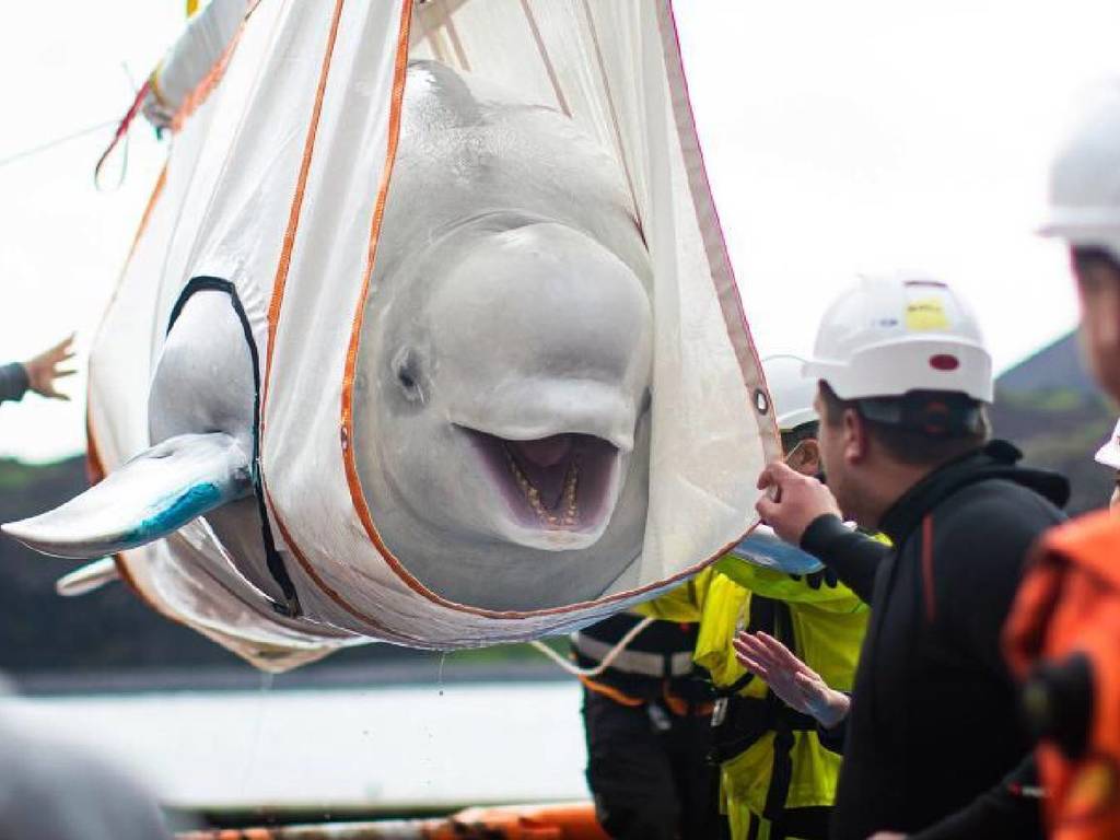 水族館白鯨被困 10 年後終獲自由！入住全球首個白鯨保護區